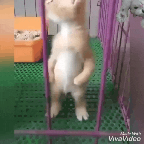 Всем стоять! Я тут главный!