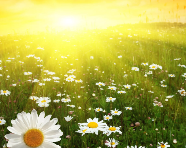 Картинка из интернет