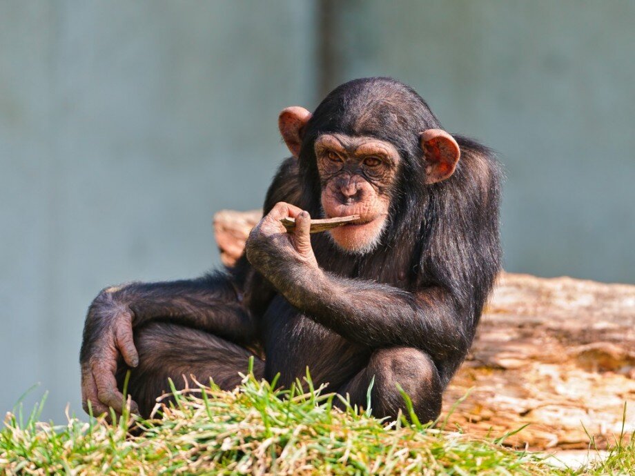 50 фактов про обезьян