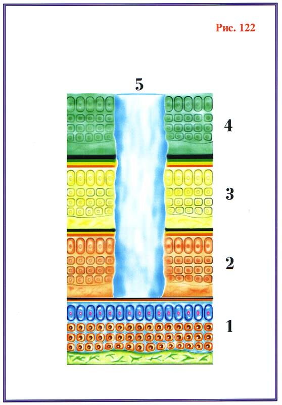 Рис.122 — разрушение структур ткани на первом ментальном, астральном и эфирном уровнях.
1. Физически плотная ткань.
2. Эфирная ткань.
3. Астральная ткань.
4. Ткань первого ментального уровня.
5. Зона разрушения структуры ткани.
