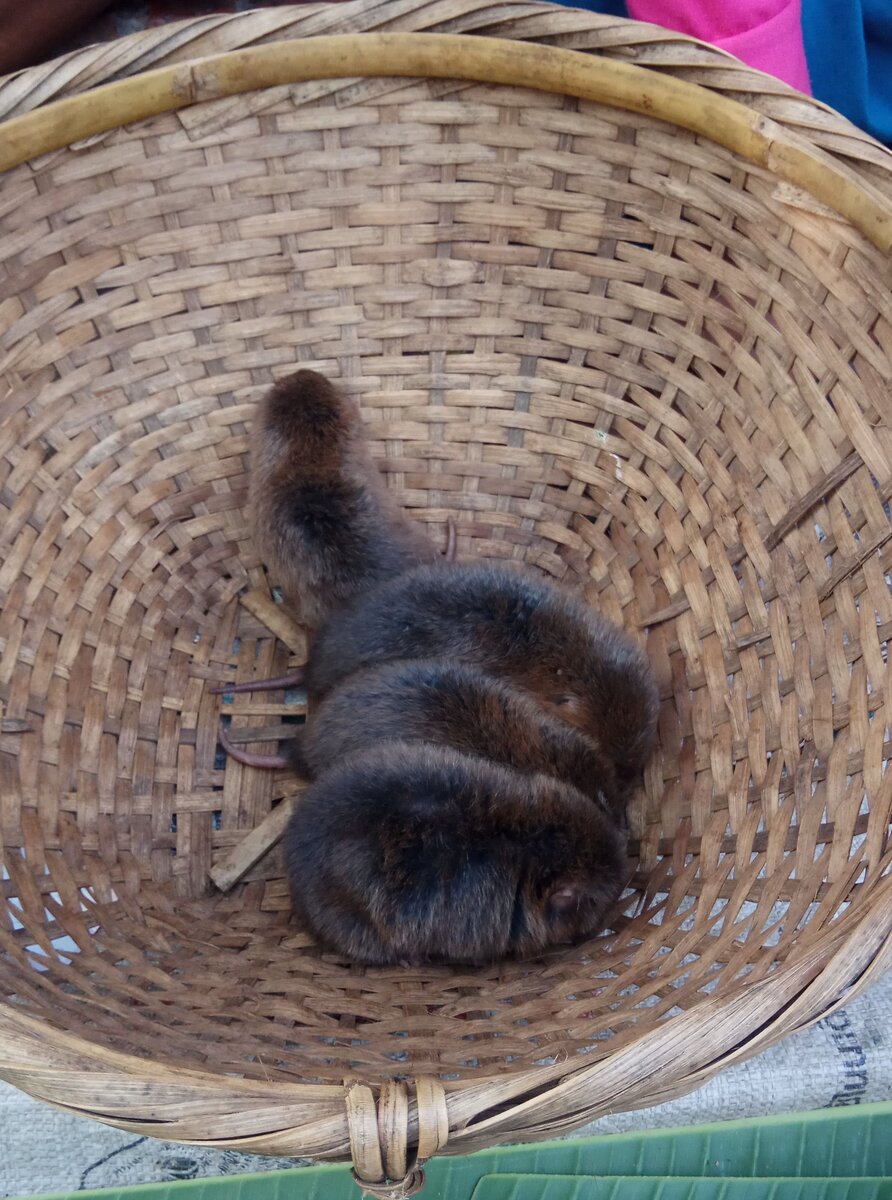 Какие-то грызуны на рынке северного Лаоса