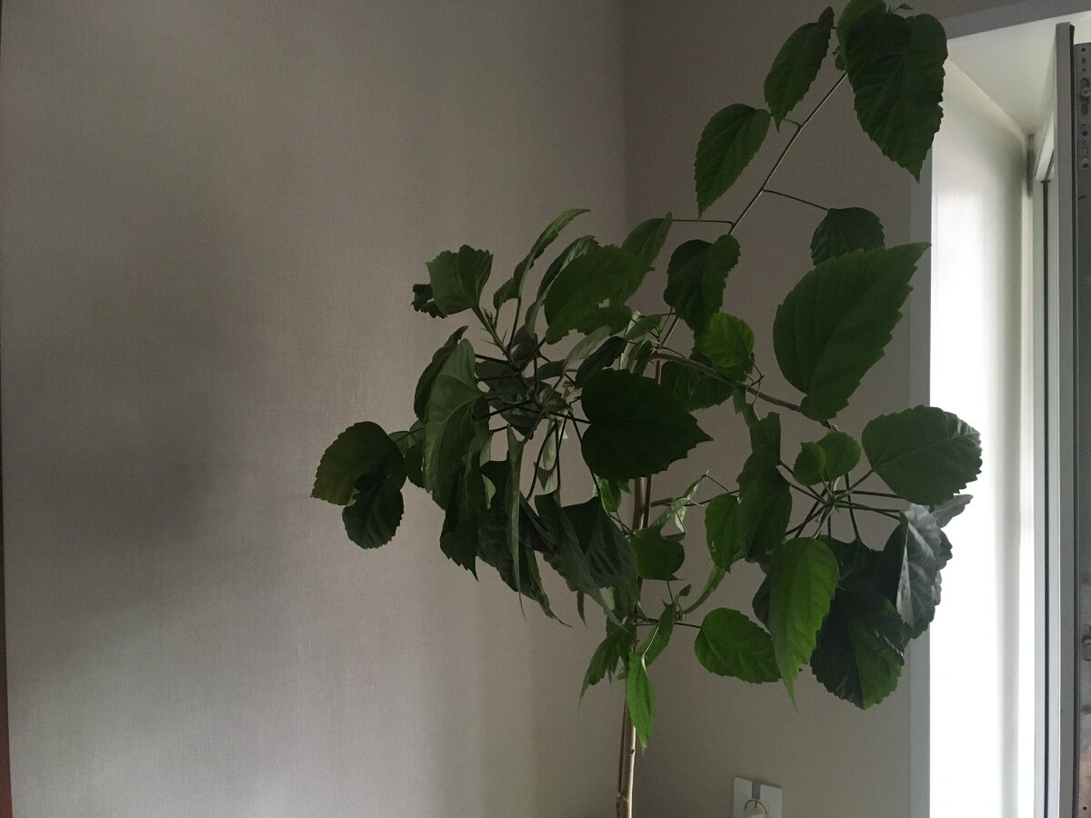 Растёт в разные стороны, и чем больше его подрезаешь - тем гуще становится.