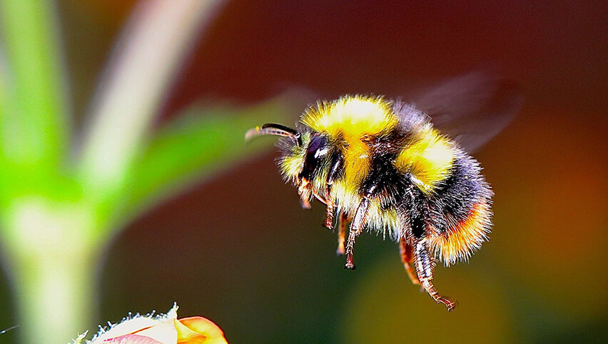 Шмель своим полетом заинтересовал авиаконструкторов.