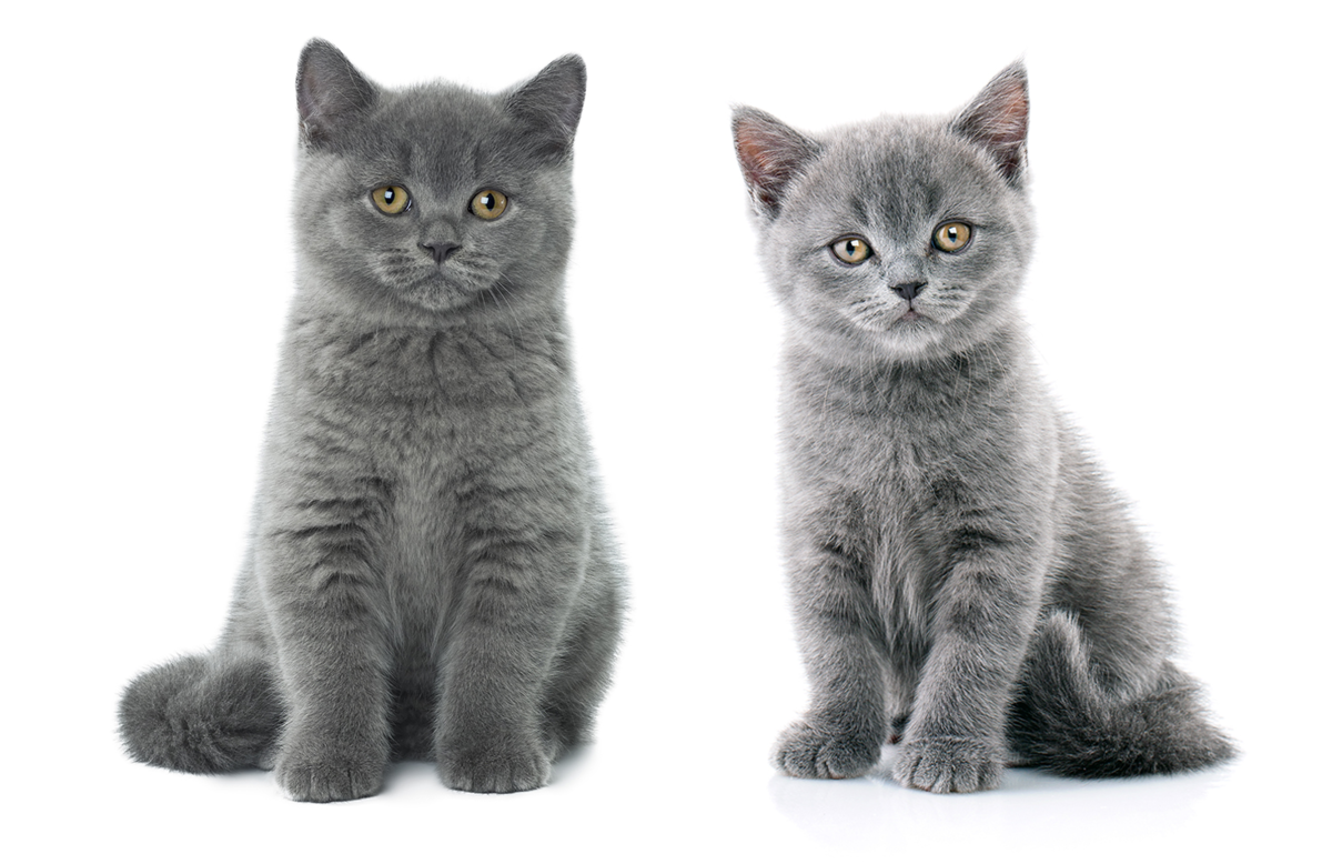 Как отличить британского котёнка от шотландского | Кот Проглот | Дзен