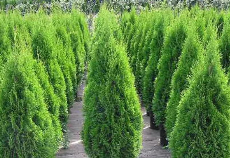 Туя 8. Туя западная столвик. Туя 8. Туя западная globosa aurea. Туя амбер глоу.