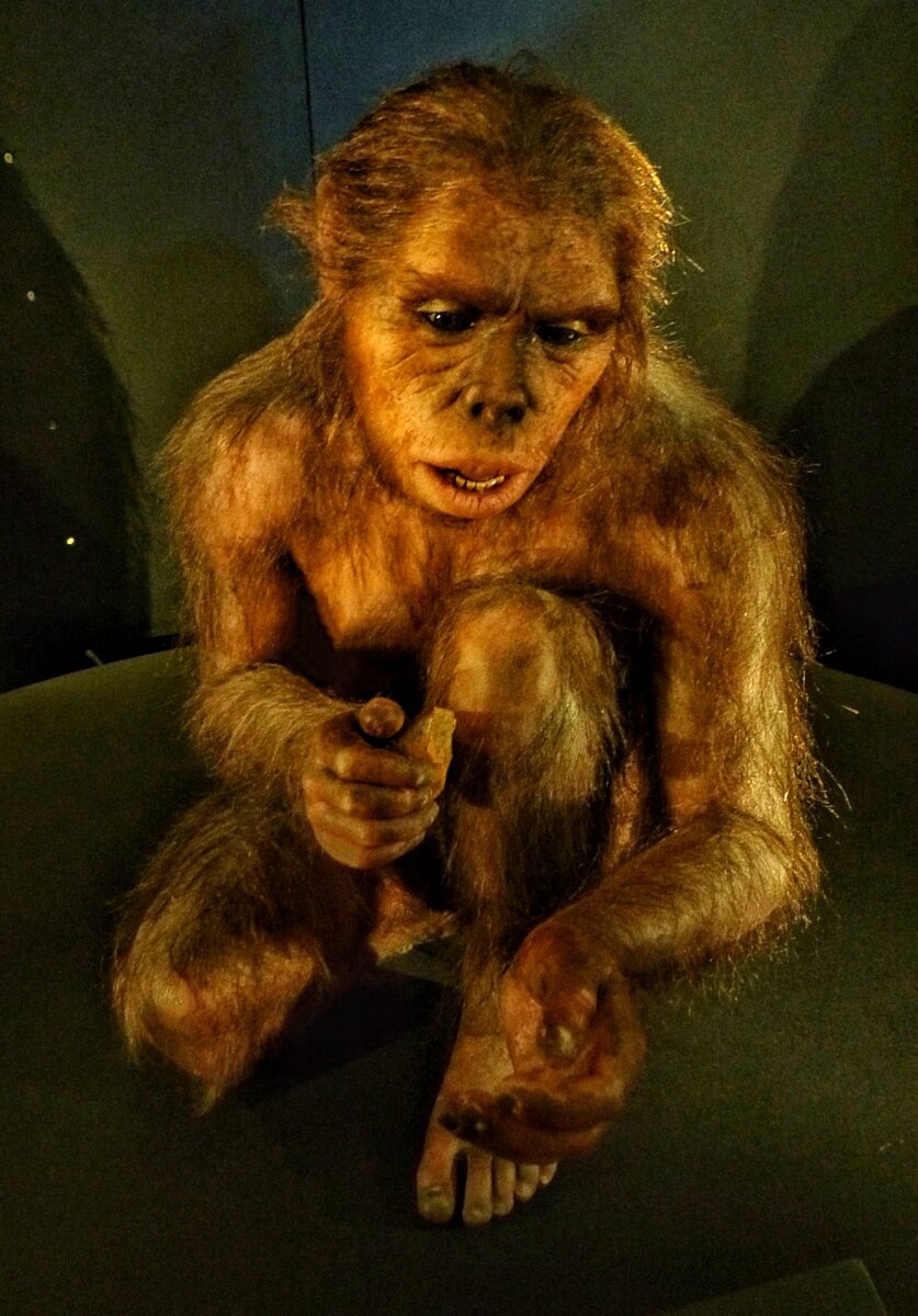 Реконструкция самки вида Homo habilis (Elisabeth Daynès, Museo de la Evolución Humana) 