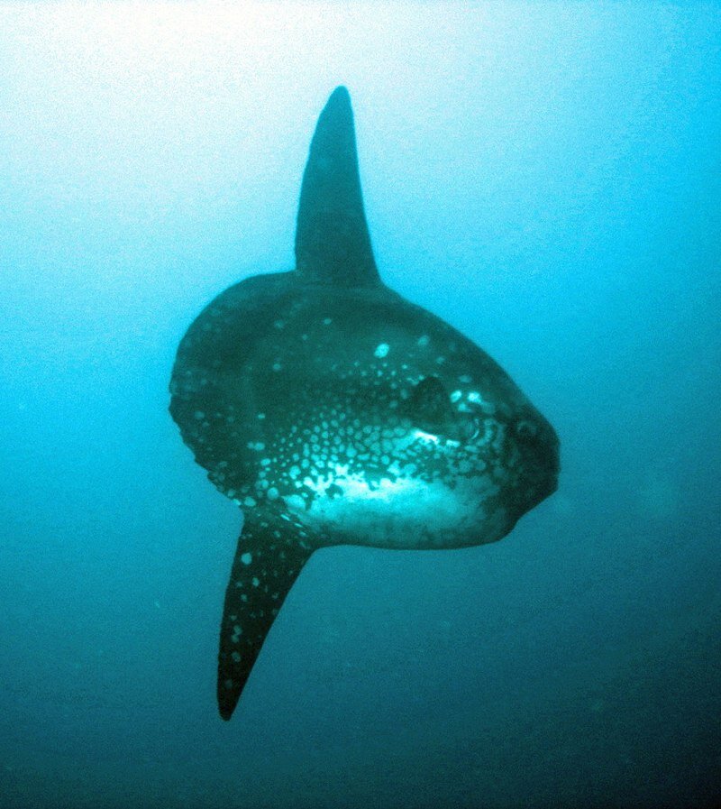 Источник: yandex.ru