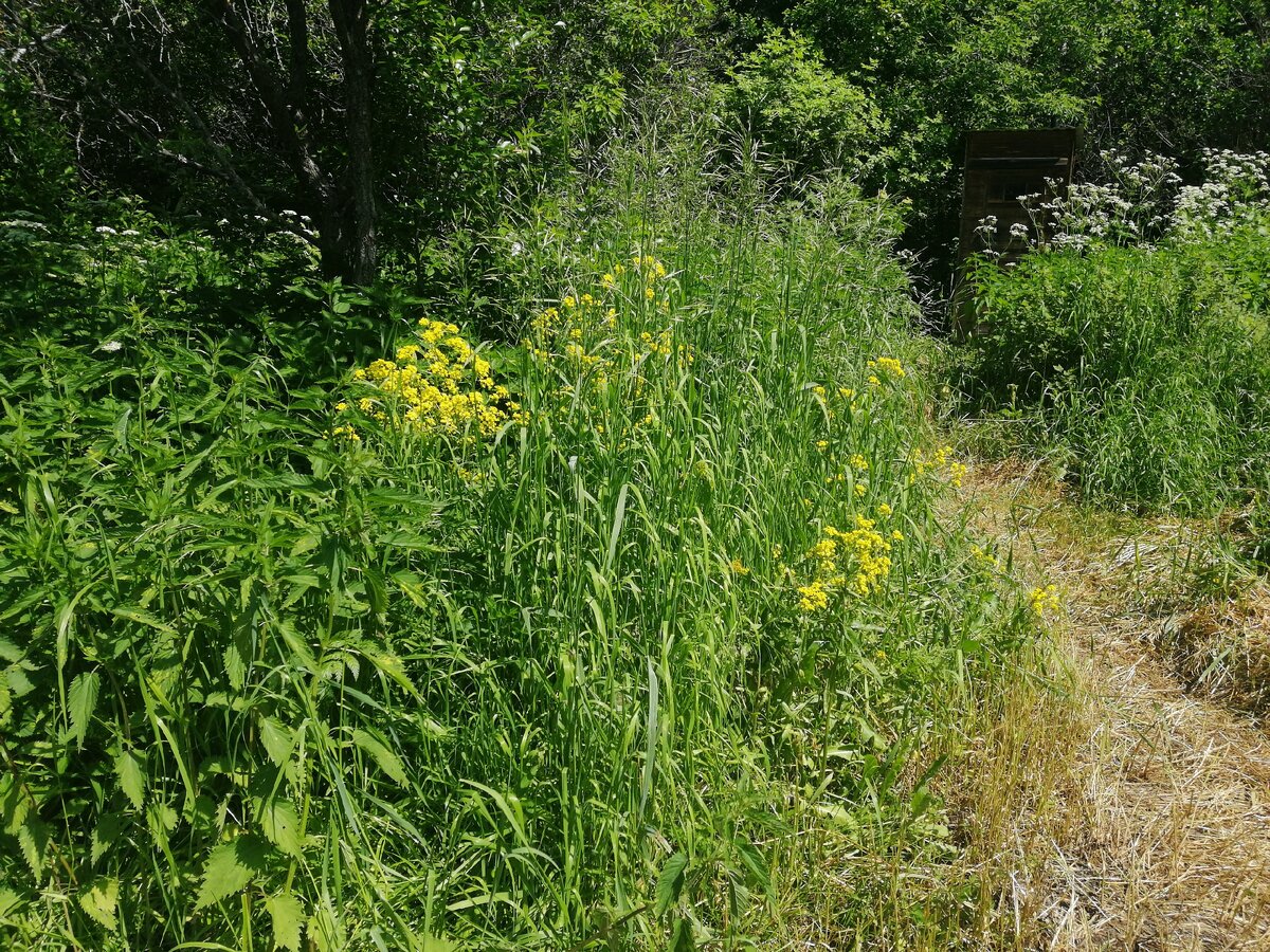 Это моя дорожка к туалету... Косить я еще не начинала(((( Туалет на горизонте среди травы. Листайте галерею)