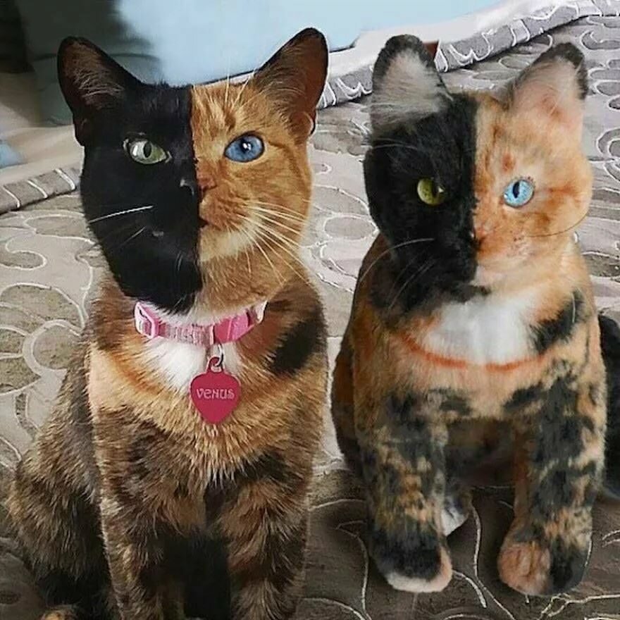 Котики не настоящие картинки