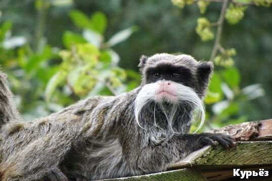 Обезьяна семейства игрунковых (Ист. изобр.  https://pxhere.com/) 