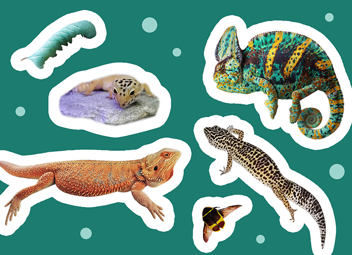 Мои дракончики