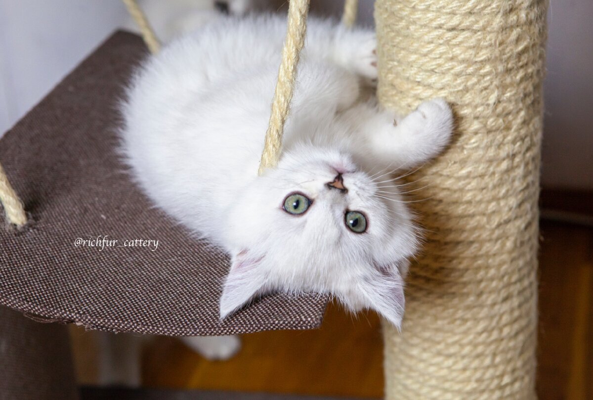 Шерсть у корней белая