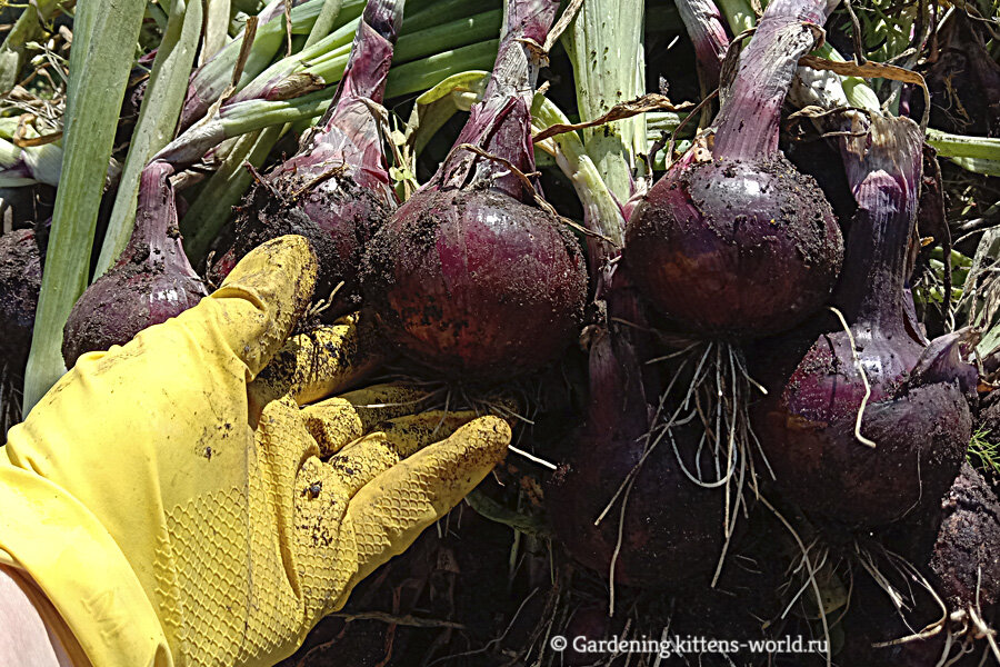 Уборка лука