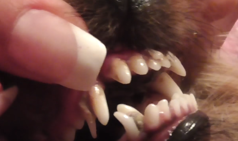 Смена зубов у собак|Невыпавшие молочные зубы у собак