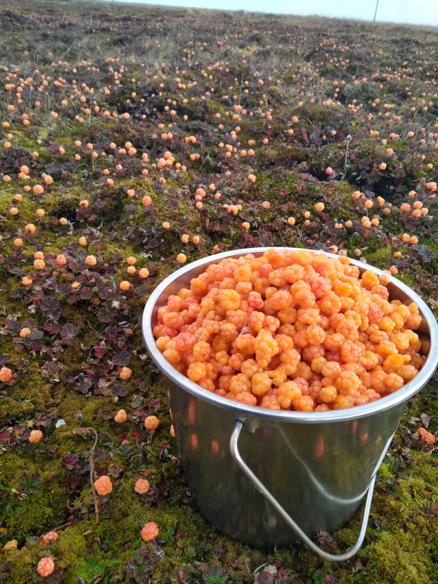 Морошка. Фото автора