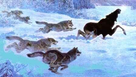 Яндекс картинки 