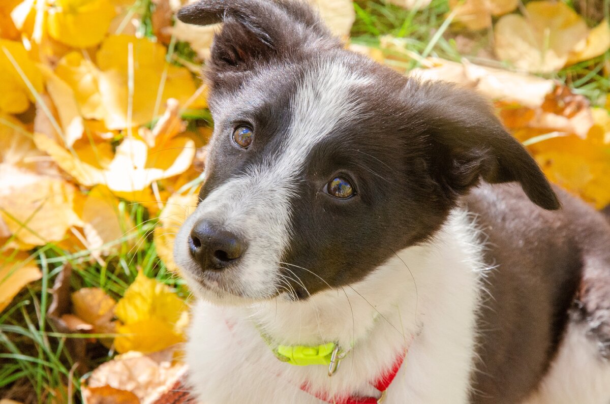 Также преданно и искренне она будет смотреть в глаза своему самому родному человеку.