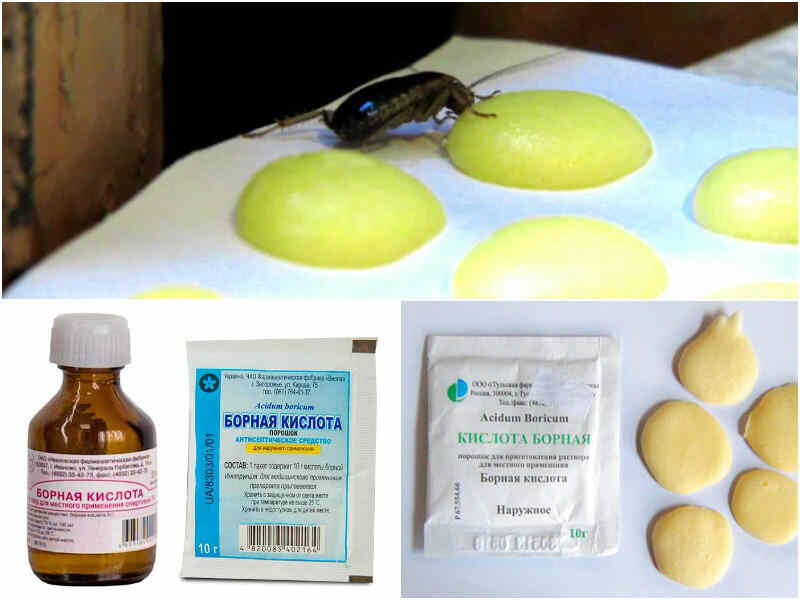 Борная кислота от тараканов: правила применения, эффективность, рецепты приманок