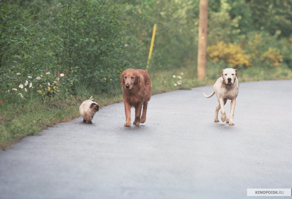 "Дорога домой - 2: Затерянные в Сан-Франциско" (www.kinopoisk.ru)