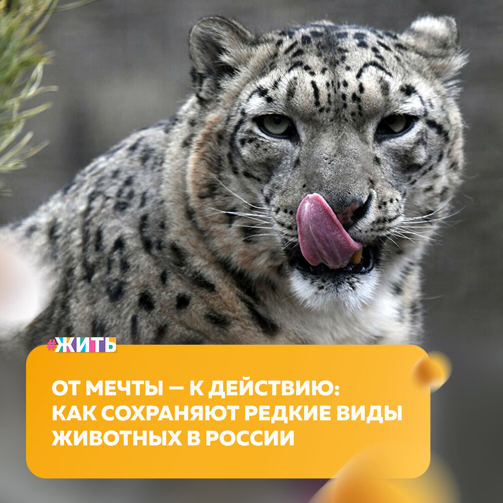 А Вы когда-нибудь задумывались как сохраняют редкие виды животных в России?

Сложно представить, какая огромная работа была проделана в последнее десятилетие для сохранения редких видов животных в России. Уже сейчас особо охраняемым природным территориям есть чем похвастаться: численность этих животных удалось значительно преумножить☝️

Одна из основных причин сокращения численности животных в мире — это, конечно, деятельность человека😔

Первыми забили тревогу из-за сокращения видов редких животных, конечно, ученые. Сначала, они обратились в средства массовой информации с призывом о помощи к общественным экологическим организациям и людям. Ученые также стали инициаторами межгосударственного обращения Монголии к России, что привлекло внимание государственных структур к этой проблеме☝️

В результате многолетней деятельности удалось спасти и частотомер востановиться такие виды животных как лошадь Пржевальского, снежный барс и другие😌

Для решения проблемы с исчезновением редких видов животных критически важно внимание каждого человека🤗

В 2016 году в Оренбургском заповеднике впервые выпустили на территорию заповедника лошадей Пржевальского. Как отмечает директор заповедника, это дало возможность рассказать о том, какая работа ведется на территории заповедников и национальных парков России по сохранению редких видов, привлечь к ней внимание😊

Забота о животных - это одна из самых важных задач человека сегодня. Важно помнить об этом и принимать меры🤲

#жить #проектжить