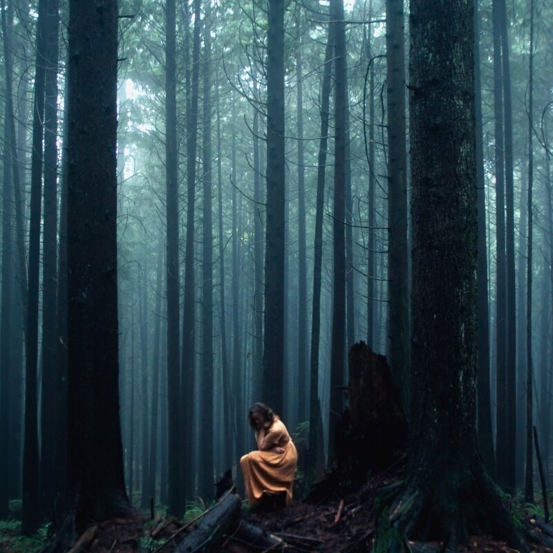 Обложка лес. Обложка для ВК лес. Обложка с лесом невидимые. Фотографии Элизабет Гэдд. Лес который со всех сторон