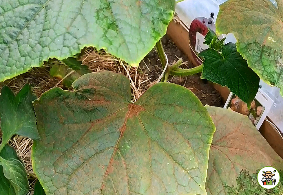 Листья огурца, опудренные корицей