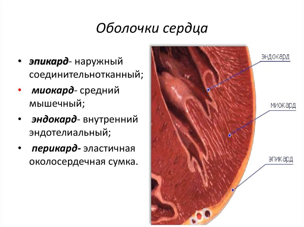 Анатомия сердца