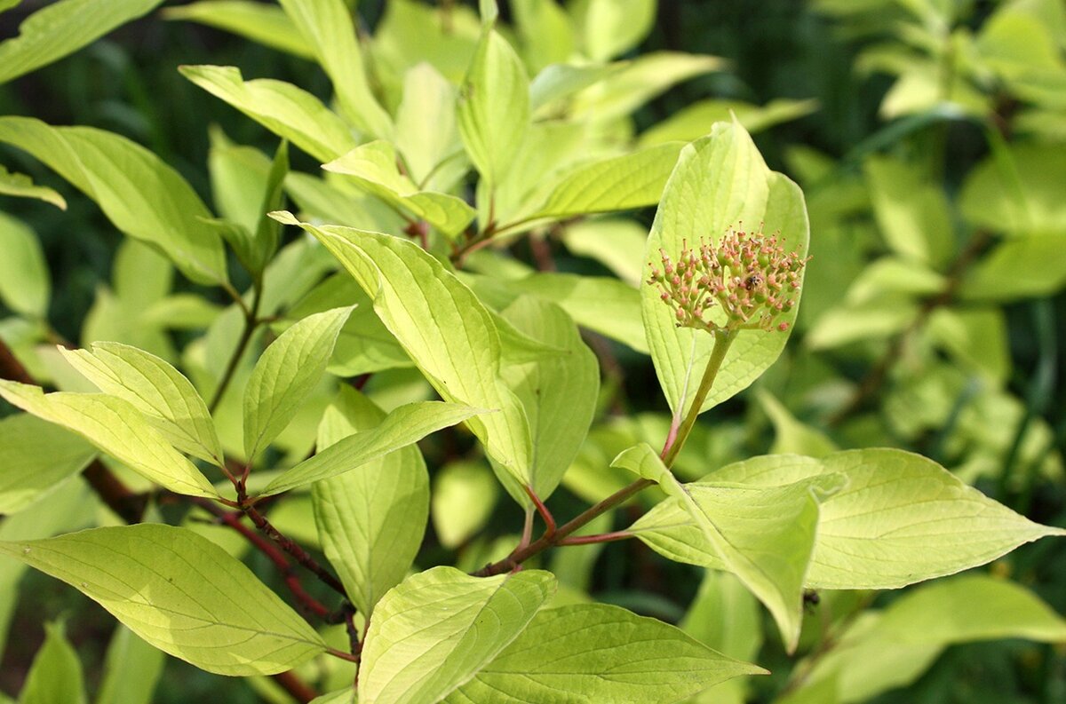 Дерен белый Ауреа Cornus Alba Aurea