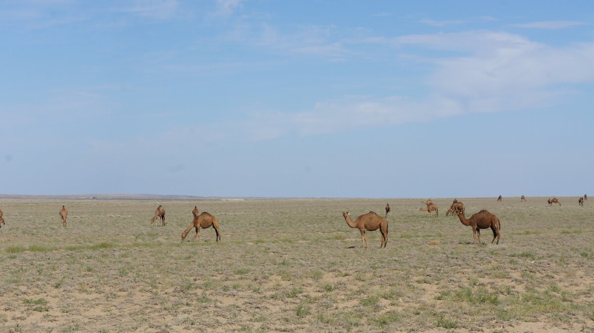 Корабли пустыни