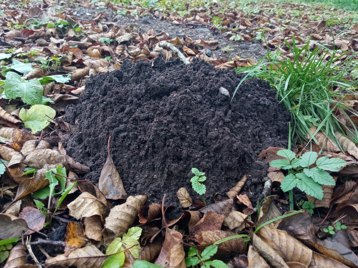 Земляная кучка, сделанная кротом