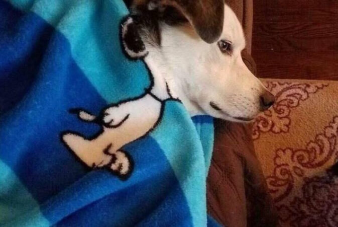 Пёс с маленьким туловищем.