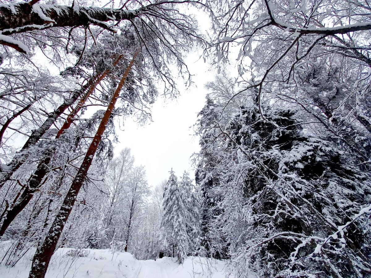 Лес. 6.01.2021г.