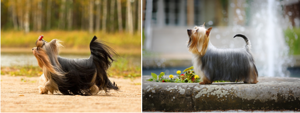 Слева йоркширский терьер, справа силки-терьер 