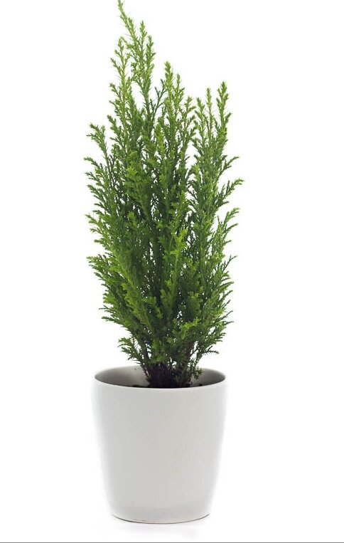 Фото моего, к сожалению, не сохранилось