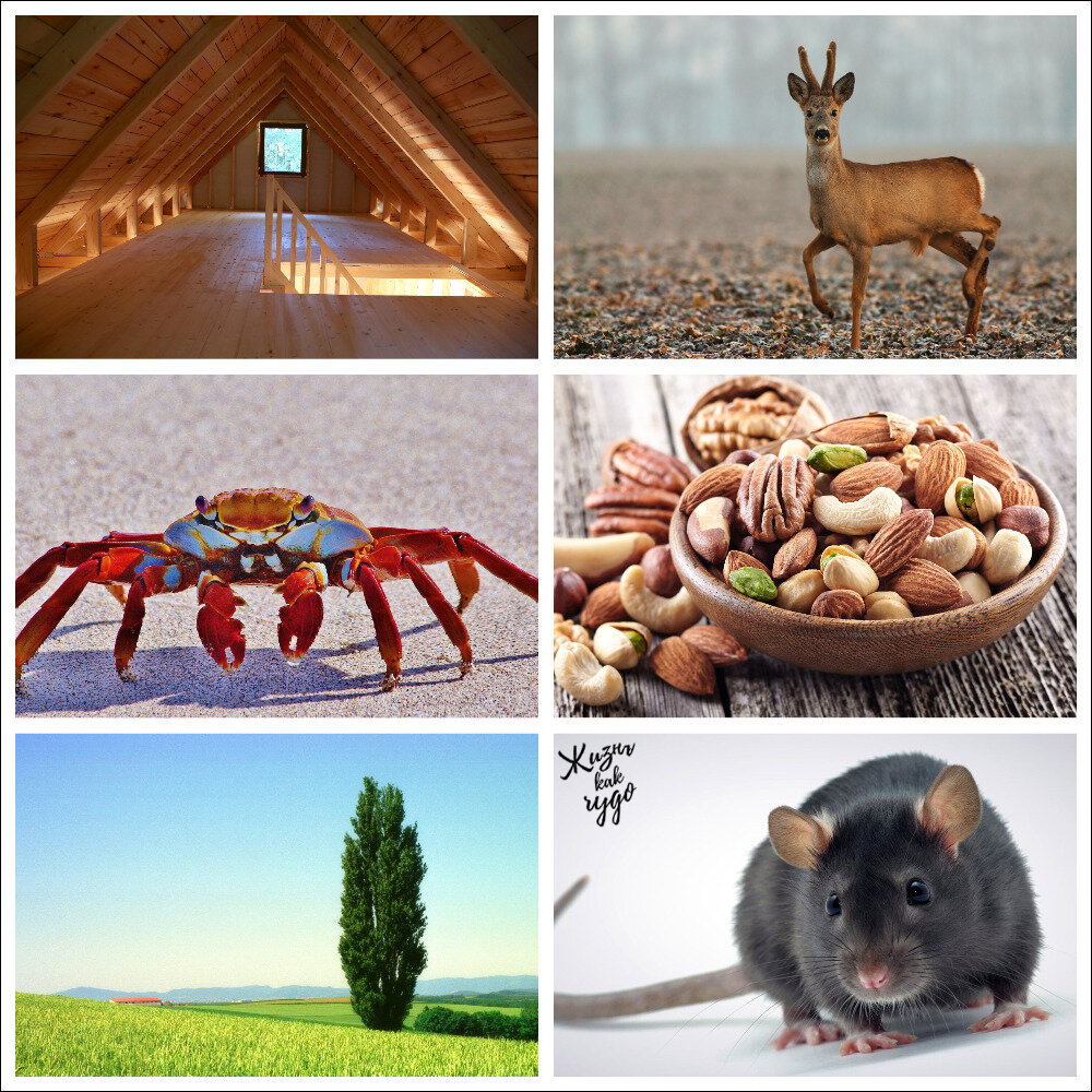 Интуитивно выберите картинку