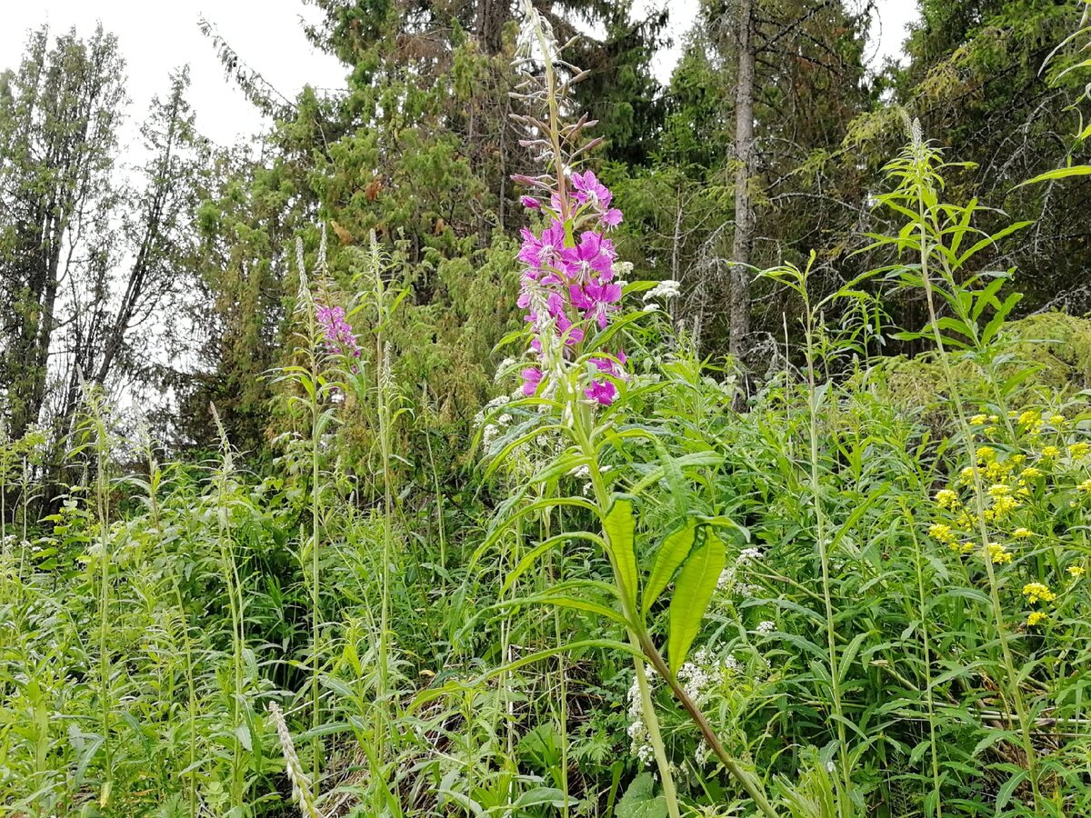 Сбор Иван-чая. Лист снят со средней части растения, цветонос и стебель целые, продолжают своё естественное развитие и предназначение.