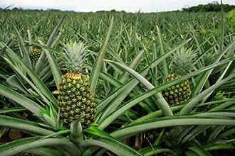 Ананасовые плантации