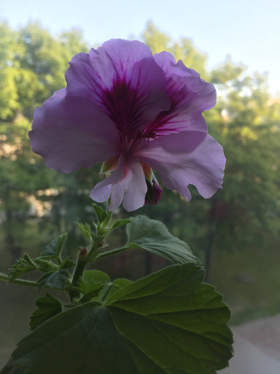 Фото принадлежит автору. Цветы всегда в тему.