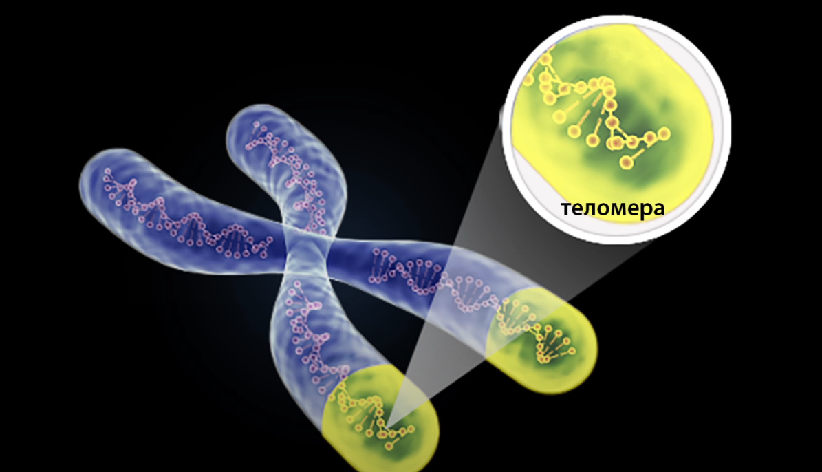 Изображение взято из открытого источника 