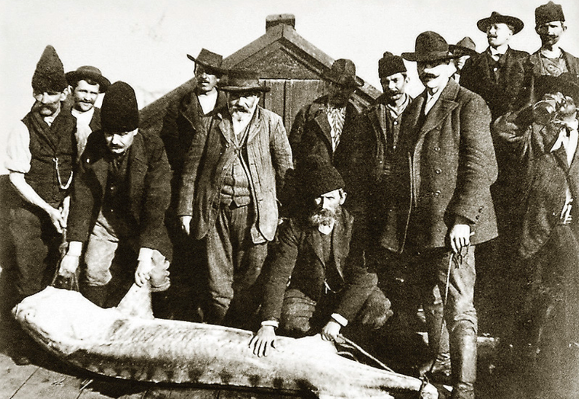 Сербские рыбаки на Дунае, 1910 год