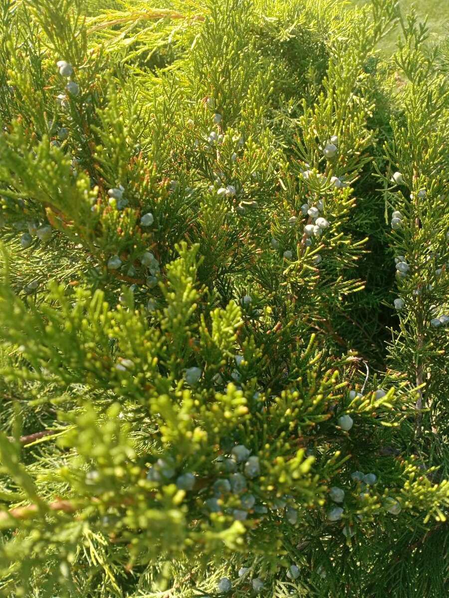 ФОТО АВТОРА. Там ещё фото↬