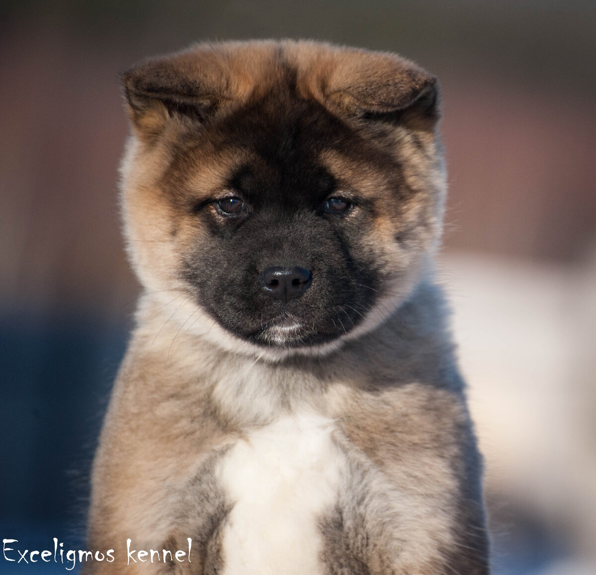 Американская акита порода собак, фото. TopDog - Международные выставки собак