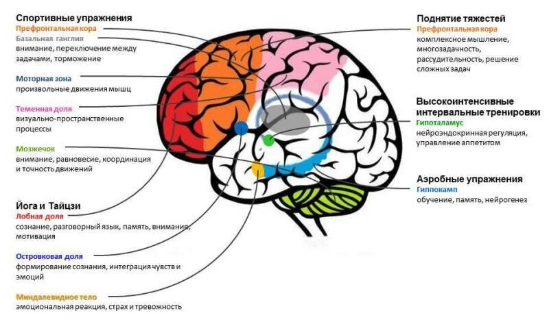 Производительность мозга. Продуктивность мозга. Эффективность мозга. Схема активности головного мозга. Повышение активности мозга