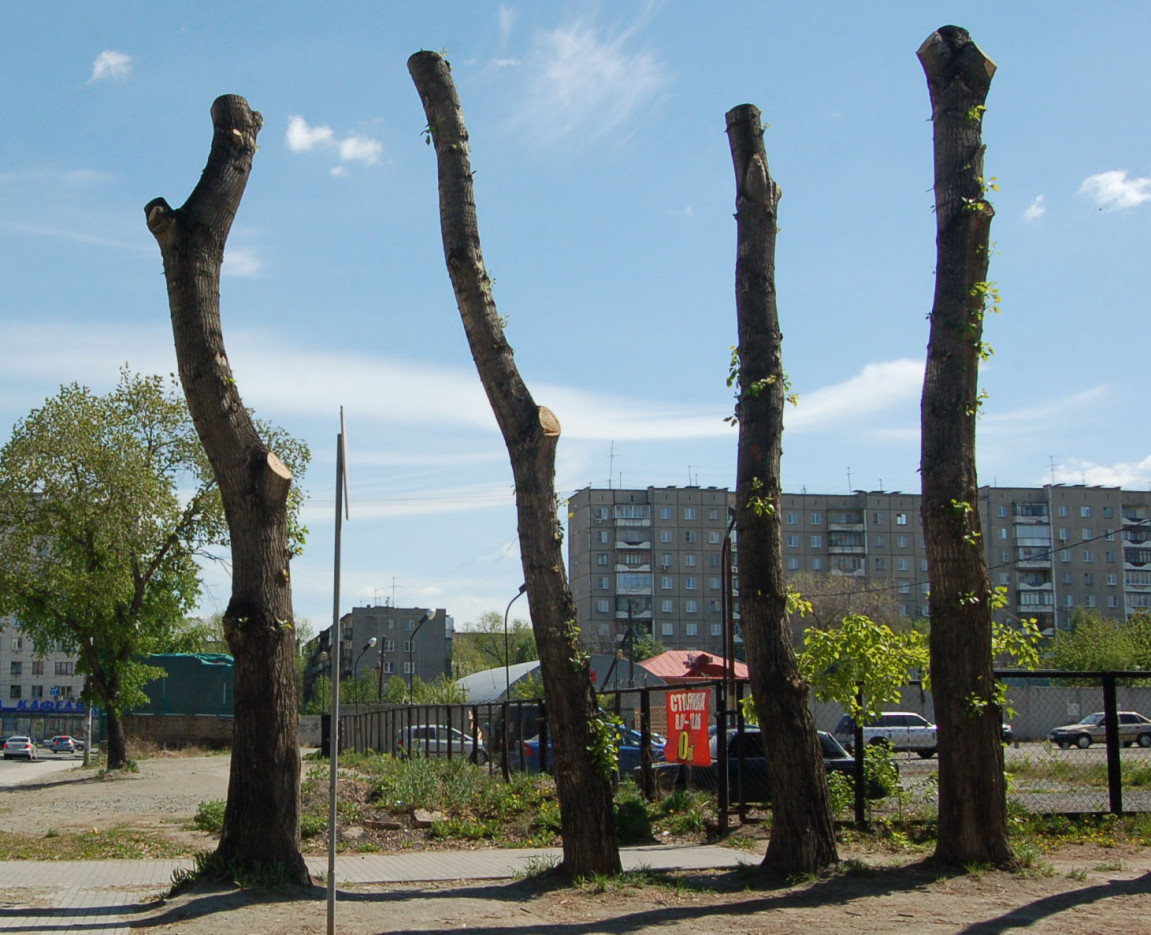 Обрезка деревьев в Челябинске. Россия. Ссылка вверху. https://lentachel.ru/