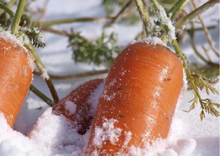 Фото из открытых источников для иллюстрации к тексту.