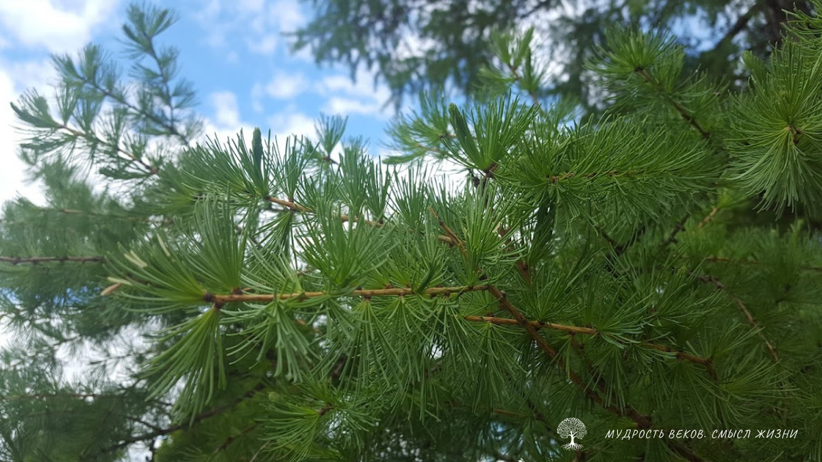 Фото из личных архивов Светланы Аюповой
