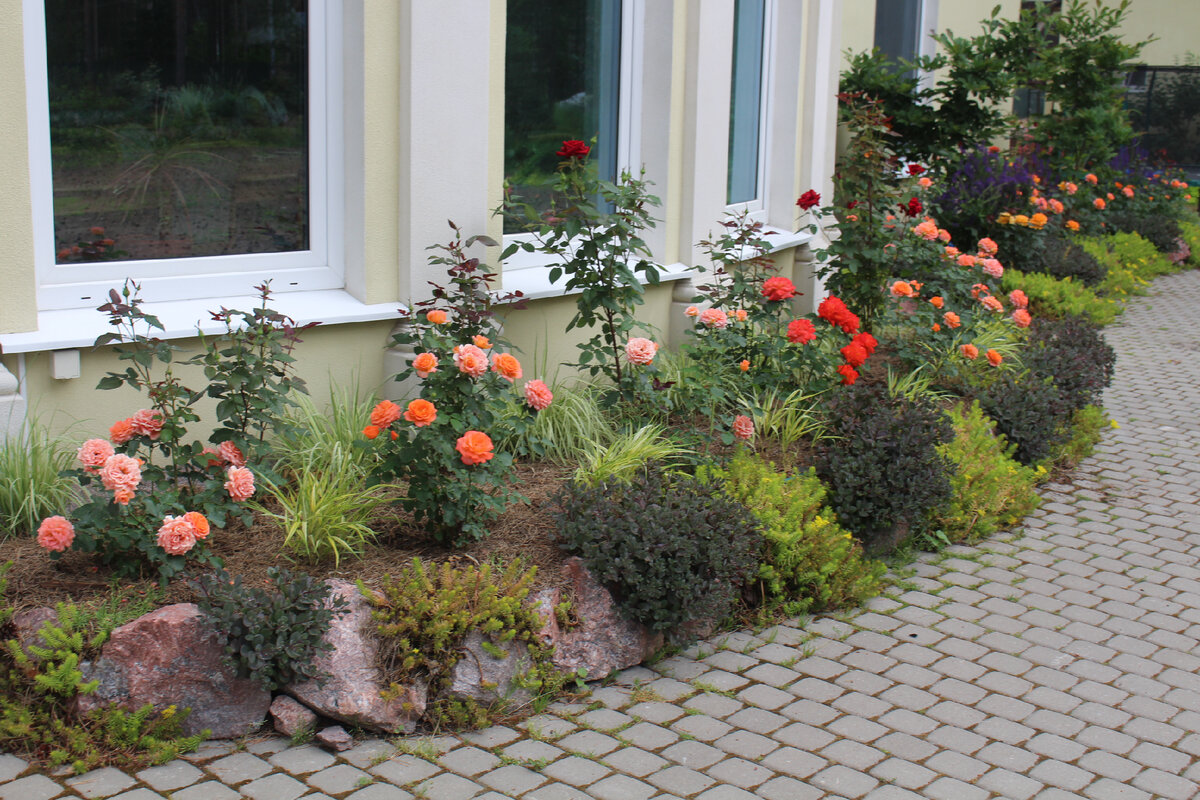 Наш сад в июне 2021. Золотистое в бордюре - очиток "Ангелина"