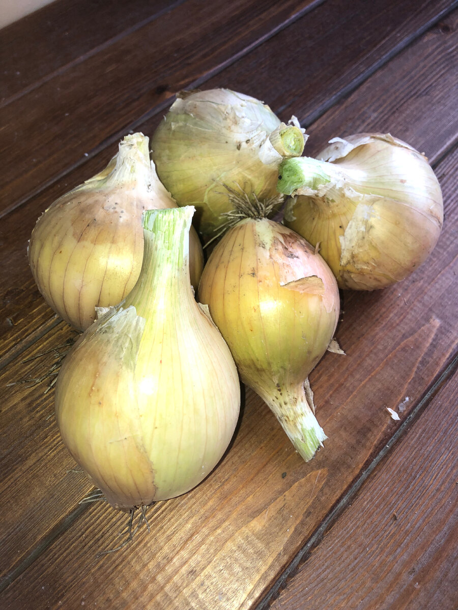 Вот такой урожай лука.