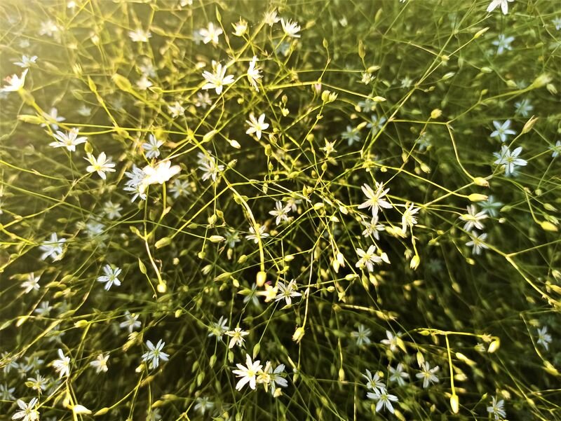  Миниатюрные белые цветки - звездочки светятся в лучах солнца. Фото автора.