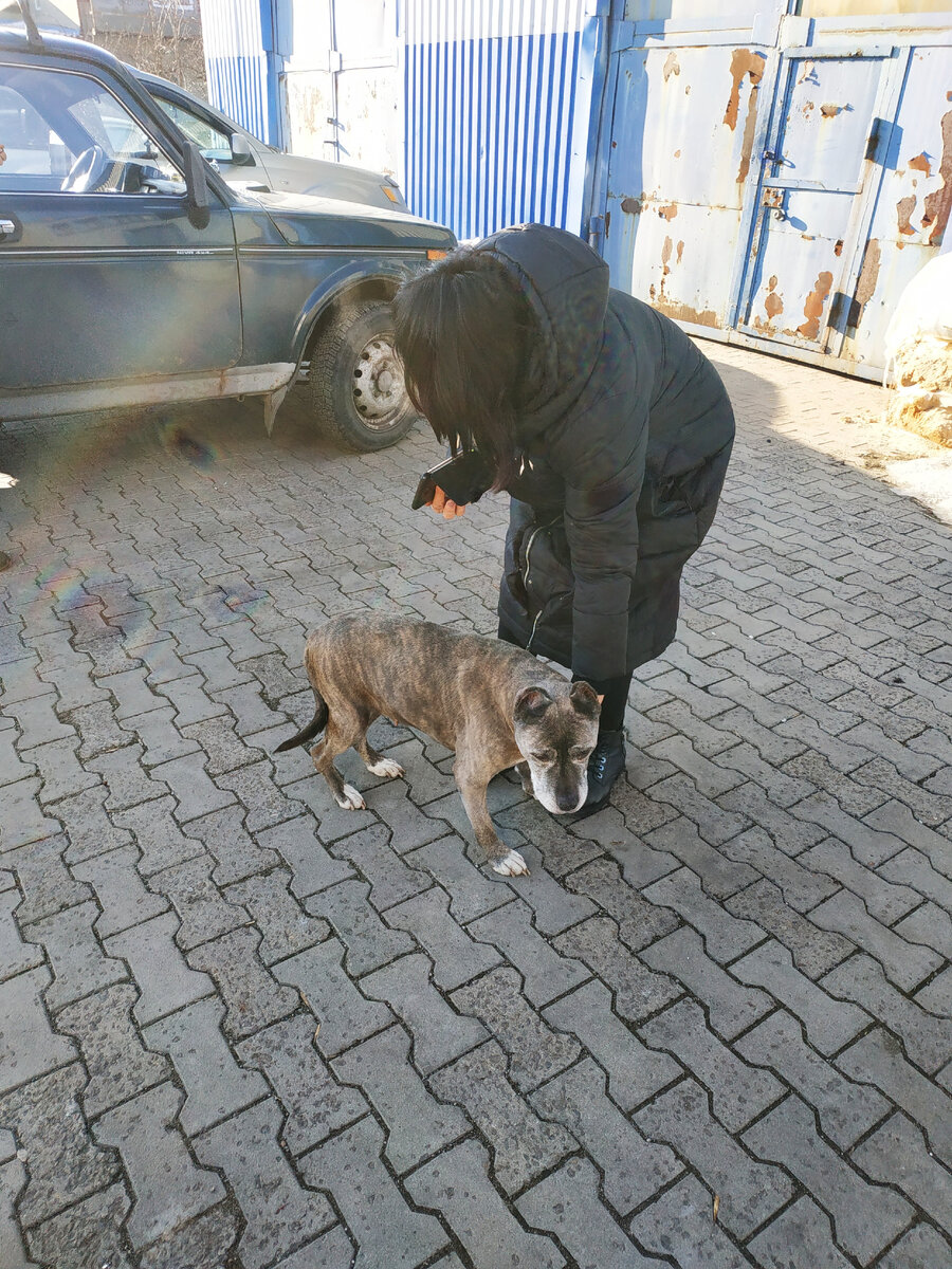 Собаку привезли в приют